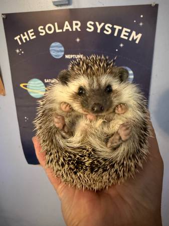 Sweet hedgie 1