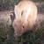 Meat Rabbits 1 thumbnail