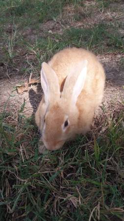 Meat Rabbits 1
