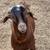 2 Boer Goats 1 thumbnail