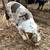 Texas Heeler - Farm / Cattle Dog 3 thumbnail