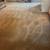 Steam carpet cleaning. Locally family owned and family operated 1 thumbnail