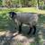 Lambs- Rams and one ewe 5 thumbnail