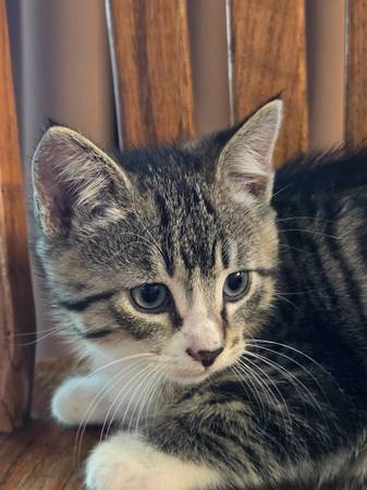Kitten macho (Tacoma)594821484580720643
