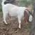 Boer Buck 3 thumbnail