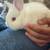 Ruby Eyed Whites Rabbits 1 thumbnail