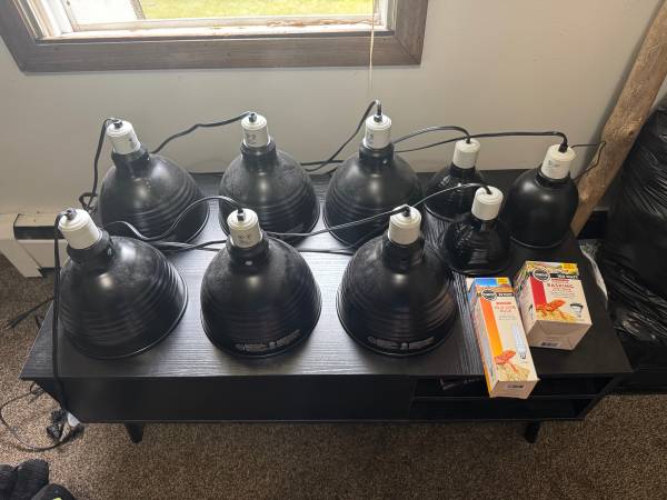 Reptile Light Fixtures (Struthers)63661209712385120