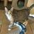 Kitten Adoption Event Oct 2nd 4 - 7 pm - @ The Black Cat 9 thumbnail
