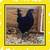 French Copper Maran Pullets / Roosters / Chickens / Laying Hens 2 thumbnail