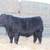 Registered Simmental/Angus Bulls 4 thumbnail