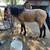 Black Mare 4 thumbnail