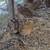 Jumbo Coturnix Quails 5 thumbnail
