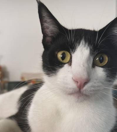 Black and White cat is missing (Quicksilver)64632820857859120