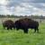 Buffalo ground wholesale (case)Organic grass fed 1 thumbnail
