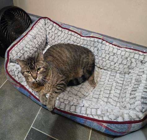 2 cats needing new home (Iowa City)