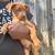 tan pup for good home pitbull boxer mix puppy for new home 2 thumbnail
