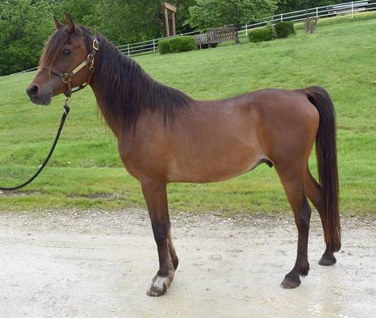 ARLO – 13 YEARS OLD ARABIAN GELDING 1