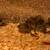 Button Quail Chicks 3 thumbnail