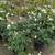 Iceberg Roses 9 thumbnail
