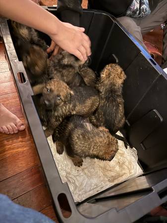 German Shepherd Puppies 1