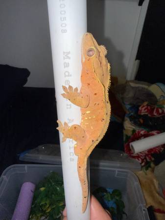Crested Geckos RTB 1