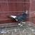 Muffed roller pigeons 3 thumbnail