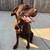 Chocolate lab 2 thumbnail
