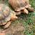 Sulcata Tortoise 3 thumbnail