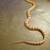 Corn snake $ 80 3 thumbnail