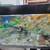Koi re homing 3 thumbnail