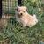 Pompoo puppy 3 thumbnail