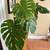 Monstera deliciosa 2 thumbnail