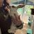 Bunny rabbit 8 thumbnail