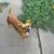 Chihuahua’s 2 thumbnail