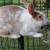 Rabbit 2 thumbnail
