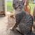 Grey cat 3 thumbnail