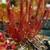 Carnivorous Plants Large Selection! Pitcher Plant Venus Flytrap Sundew 9 thumbnail