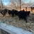 Feeder calves 5 thumbnail