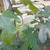 Brown Turkey Figs Rooted, Potted, Leaves 2 thumbnail