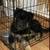 Babysitter/ Animal Caregiver 4 thumbnail