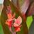 canna lily giant tubers, red leaf, coral flower or green leaf red flow 1 thumbnail