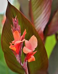 canna lily giant tubers, red leaf, coral flower or green leaf red flow 1