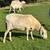 St. Croix Sheep 14 thumbnail