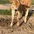 Mini jersey young bulls 2 thumbnail