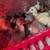 Muscovy ducklings 1 thumbnail