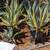 Low Maint. Plants/Plant Pots 10 thumbnail