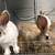Bunny rabbit 7 thumbnail