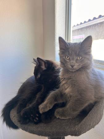 ¡Rehoming kittens!! (North Las Vegas)63860183318529122