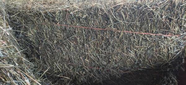 Quality 2st Cutting hay 1