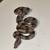 Baby boas, corns, and hognoses 14 thumbnail